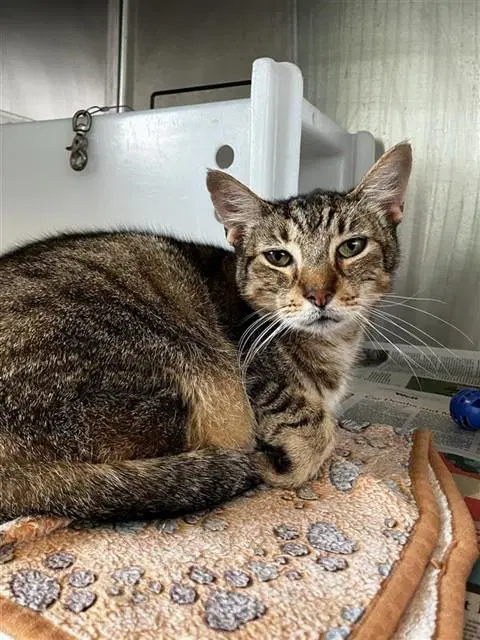 Lionel - Domestic Short Hair