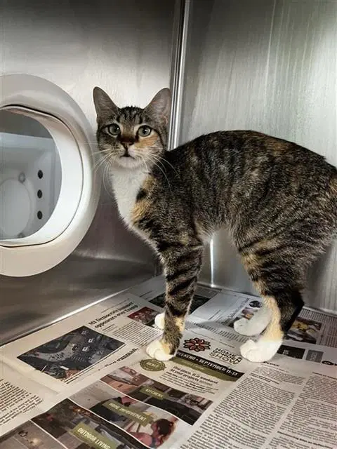 Tess - Domestic Short Hair