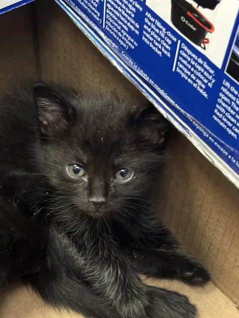 Fabuloso - Domestic Short Hair
