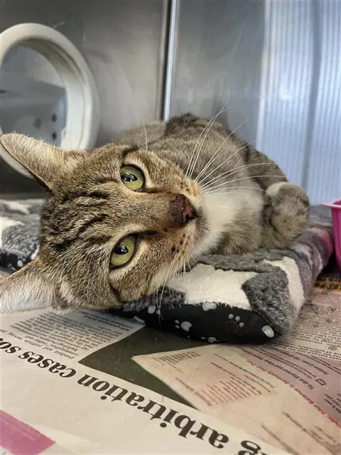 Lawrence - Domestic Short Hair
