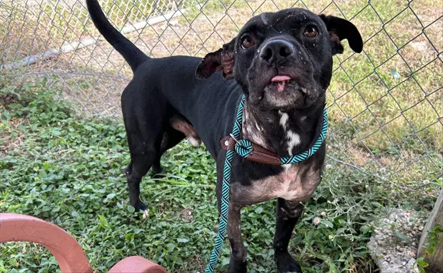 Donnie - American Pit Bull Terrier