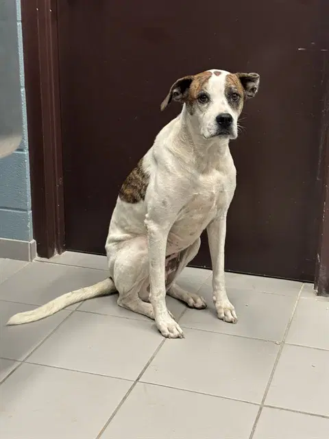 Banana - Boxer