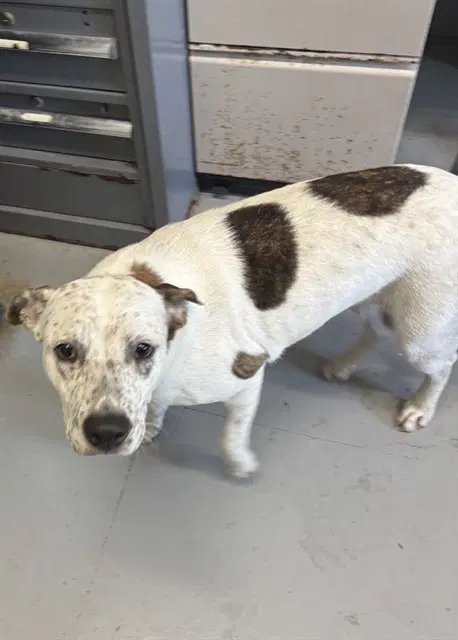 Bear - Australian Cattle Dog/Blue Heeler