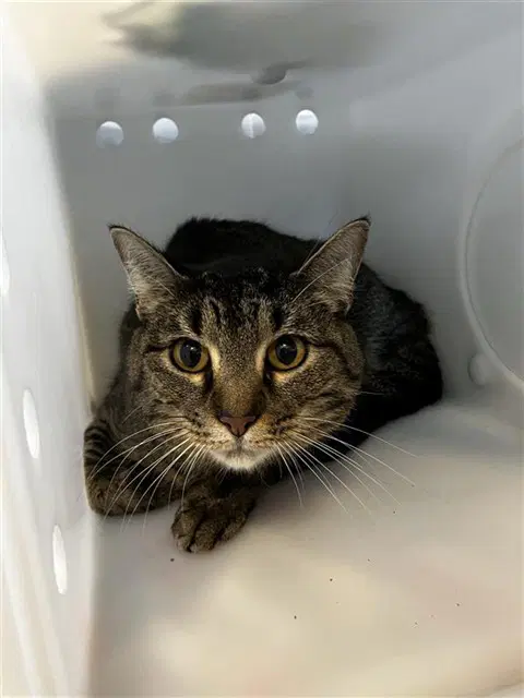 Bueller - Domestic Short Hair