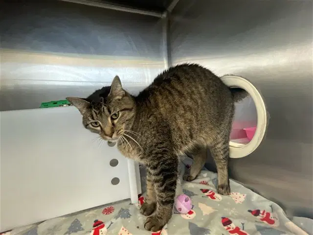 Bueller - Domestic Short Hair