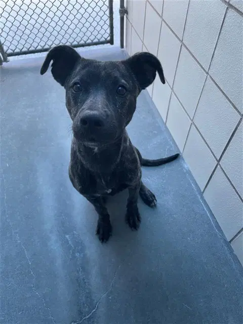 Tot - American Pit Bull Terrier