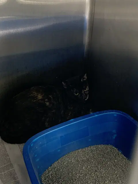 Sandy - Domestic Short Hair