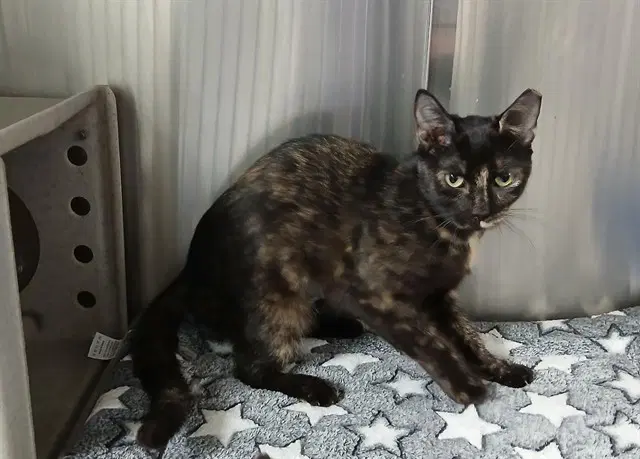 Sandy - Domestic Short Hair