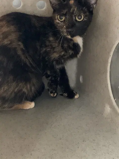 Kimmy - Domestic Short Hair