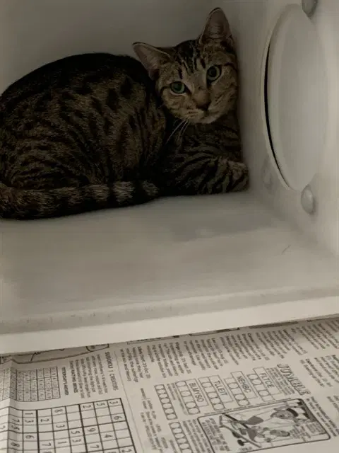 Harly Quinn - Domestic Short Hair