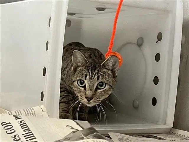 Harly Quinn - Domestic Short Hair