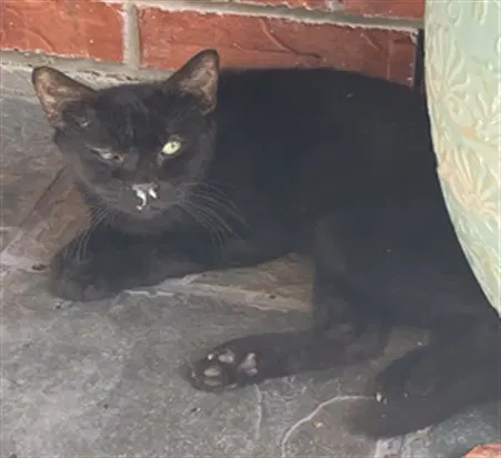 Catrick Swayze - Domestic Short Hair