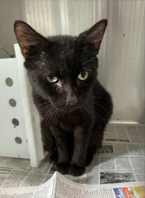 Catrick Swayze - Domestic Short Hair