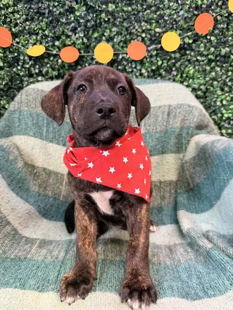 Gladwin - Labrador Retriever