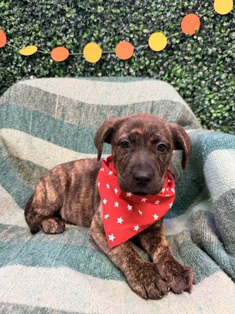 Glamore - Labrador Retriever