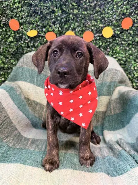 Glisten - Labrador Retriever