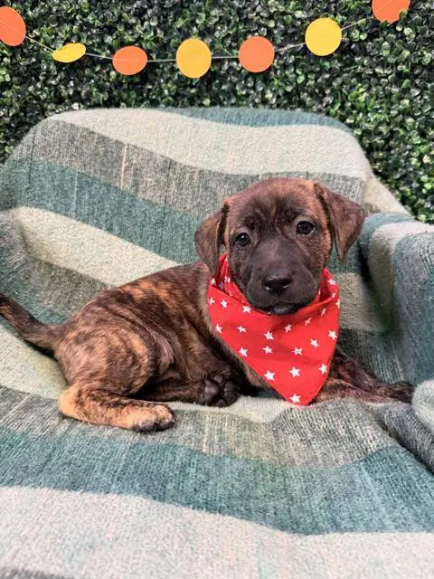 Glitter - Labrador Retriever