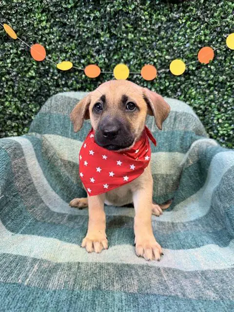 Glimmer - Labrador Retriever