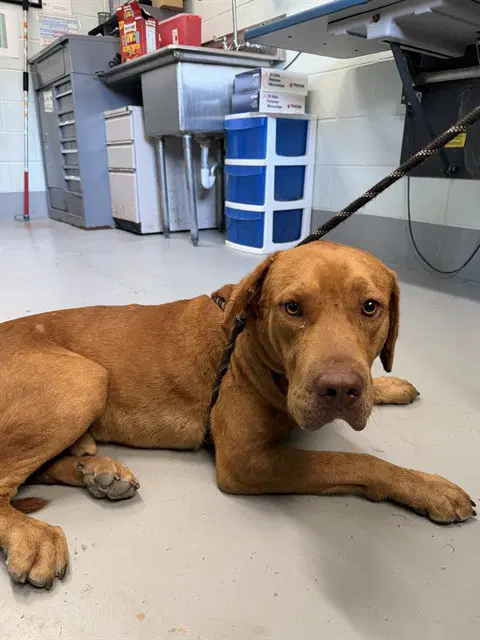 Chief - Redbone Coonhound