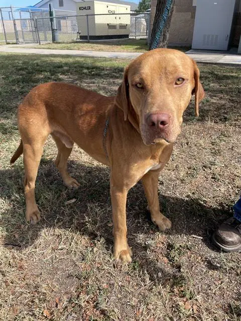 Chief - Redbone Coonhound