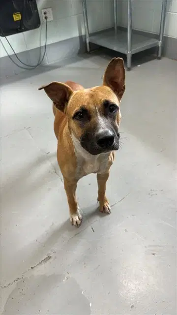Glo - Black Mouth Cur