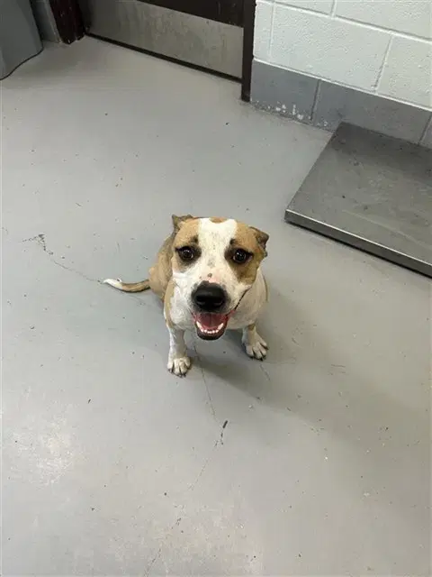 Kelly - American Pit Bull Terrier
