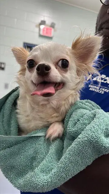 Chichinini - Chihuahua