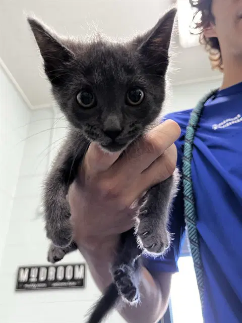 Simone - Domestic Short Hair