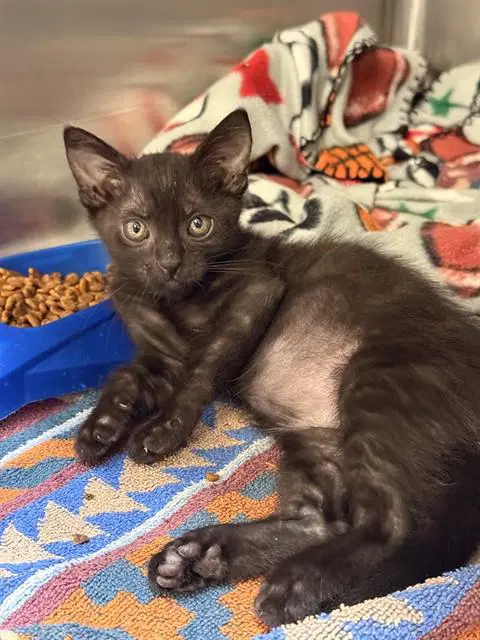 Raven - Domestic Short Hair