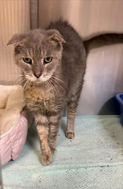 Flapjack - Domestic Medium Hair