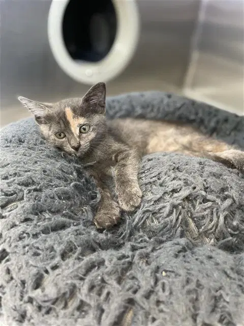 Catniss Everdean - Domestic Short Hair