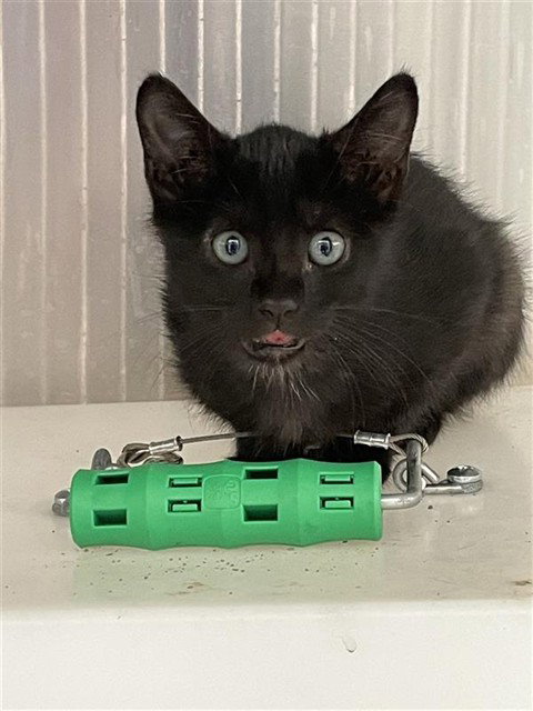 VOODOO