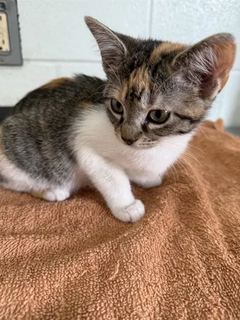 Callie - Domestic Short Hair
