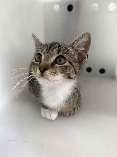 Seth - Domestic Short Hair
