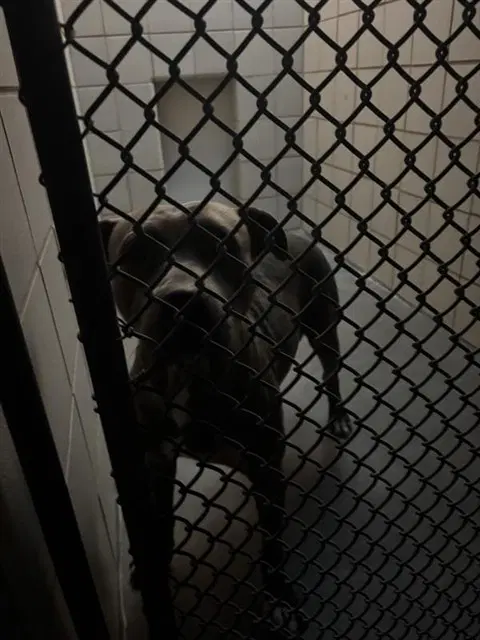 Alana - American Pit Bull Terrier