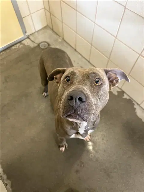 Alana - American Pit Bull Terrier