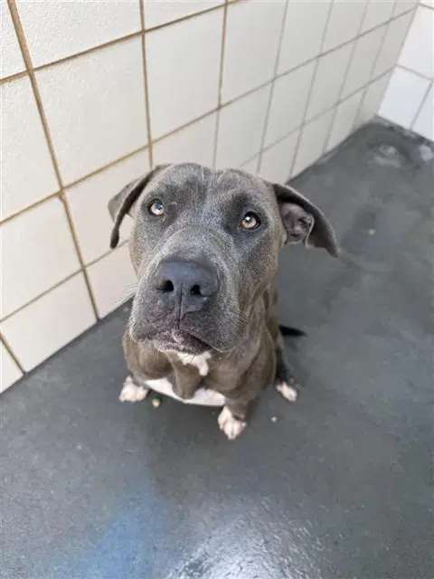 Sienna - American Pit Bull Terrier