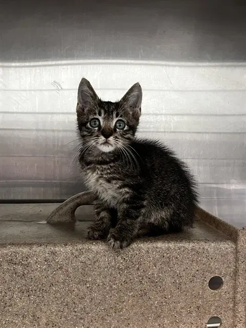 Hickory Hideaway - Domestic Short Hair