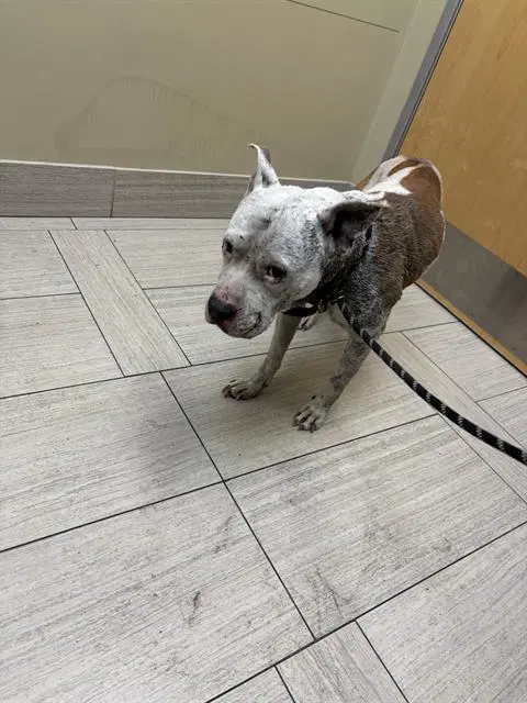 Homie - American Pit Bull Terrier