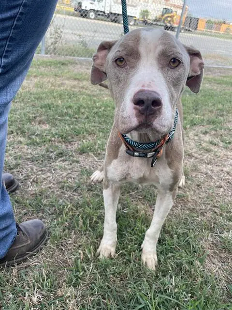 Diamond - American Pit Bull Terrier