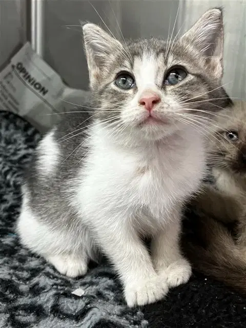 Kora - Domestic Short Hair