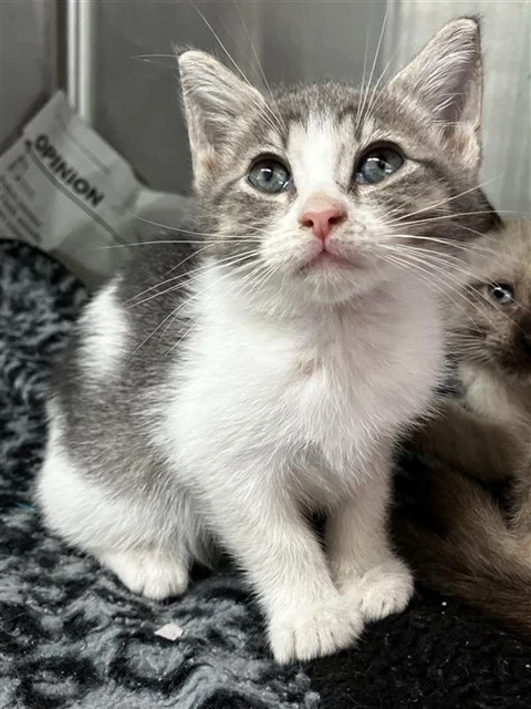 Kora