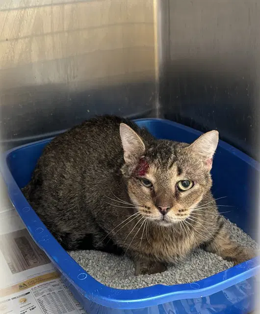 Michael Meowers - Domestic Short Hair