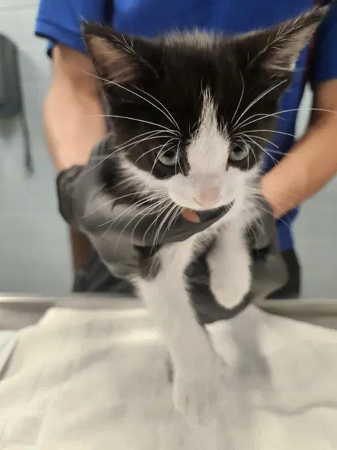 Tinky Winky - Domestic Short Hair