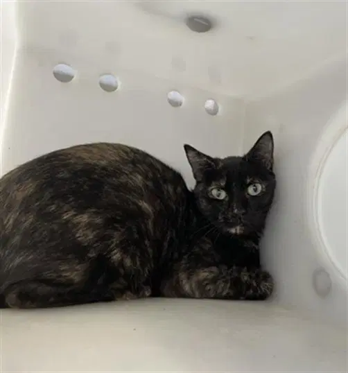 Pearla image 1