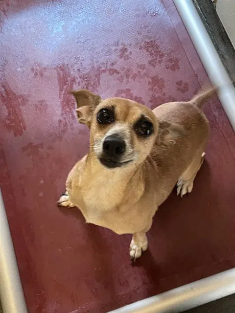 Debie Lu - Dachshund
