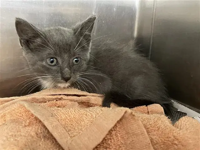 Chevy - Domestic Short Hair