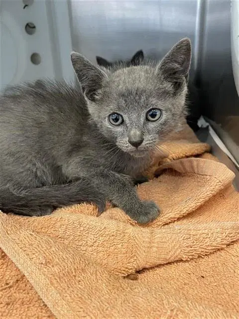 Tesla - Domestic Short Hair
