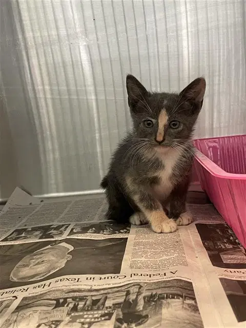 Caprice - Domestic Short Hair