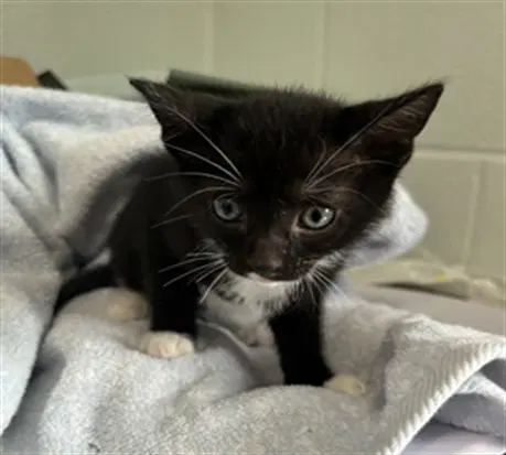 Trick - Domestic Short Hair